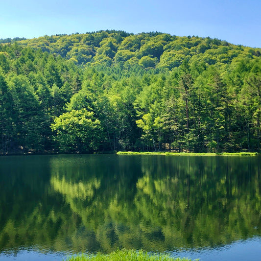 新緑の御射鹿池