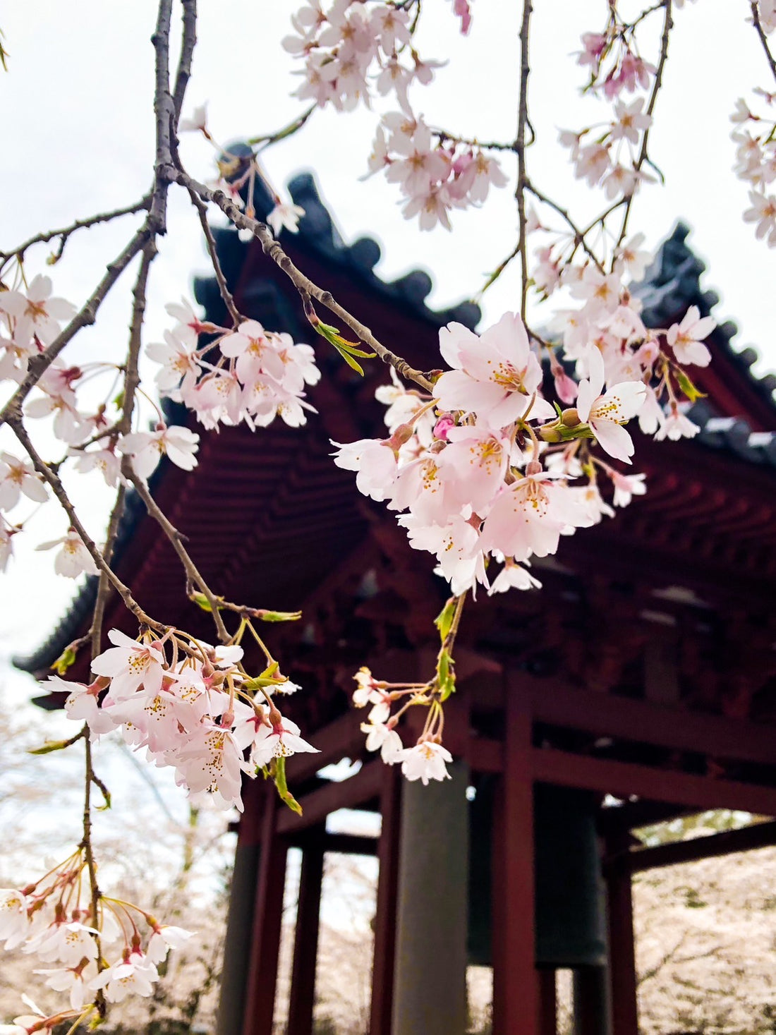 蓼科にも春が来ました。聖光寺の桜が8分咲きです。
