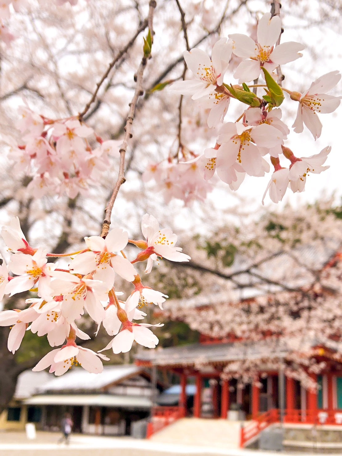 桜の花びらと神社の境内｜蓼科の春　|蓼科ペンション|グリーンアローズ